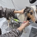 진이네 강아지풀 이미지