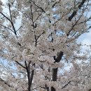 [3편] 2024년4월4일 목요일 여의도공원 벚꽃놀이를 다녀와서 이미지