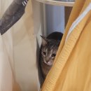 고양이호텔 외갓집 이미지