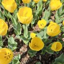 프린지공원 | 부천 튤립 축제 가볼만한곳: 부천자연생태공원 주말 오전 오픈런 후기