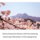 Where to see cherry blossoms 🌸🌸 in Gumi? 이미지