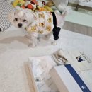 나뚜라동물의료기기판매 | 강아지 슬개골 지지대 은해반려동물보조기 강아지관절 강아지 슬개골 보조기