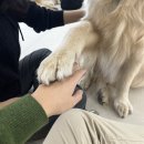 뭉스벨리 | 고덕 뭉스벨리 / 리트리버 애견카페 2번째 방문 후기