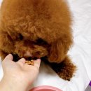 쪼꼬네 하우스