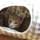 (주)라크루뜨 네이버블로그