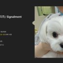 압구정메이트동물병원 이미지