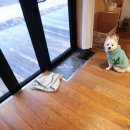 해뜰하늘펜션 | [강원도 인제] 오프리쉬 가능한 애견 동반 '해뜰하늘'펜션_계곡나무집