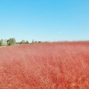 핑크뮬리 이미지