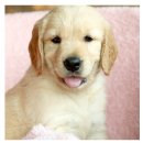 도그마루 강아지고양이 안산점 이미지