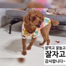강아지 호텔 | 수원 강아지 호텔 추천 놀러왕왕 후기 - 까부리 단골 유치원 맡기고 온 하루