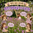 금호강영천 | 영천생태지구공원 보라유채꽃 개화시기 | 지금 가야 하는 이유