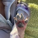 11500-5-28-101 | 신촌 이대 돈까스 맛집 유야케도쿄 풍자 또간집 1등 내돈내산 솔직 후기