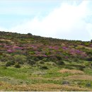 한라산 선작지왓 이미지