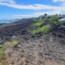 숨비기낭 이미지