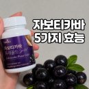 과일나무연동점 | 신비의 과일 자보티카바 효능 5가지와 누비타 자보티카바 퓨레골드 내돈내산 후기
