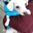 동산동물병원 이미지