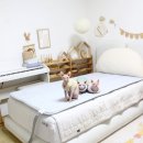 보성(스팀탑)세탁 | 네이버 넾다세일 냥이도 반한 온기, 스팀보이카본매트