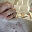 힘찬동물메디컬센터 | 제주 동물병원 힘찬동물메디컬 진료와 수술 이용후기