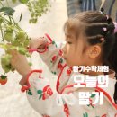 참빛고운어린이집 | 전주 근교 딸기체험 익산 오늘의 딸기