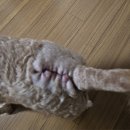 김포24시 힐 동물의료센터 | 강아지 피부질환 농피증 화농성 뾰루지 제거 수술 김포힐동물병원추천