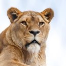 내셔널지오그래픽 안성점 이미지