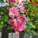 사철박경순 냉면 이미지