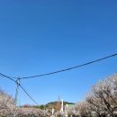 김해건설공업고등학교 | 경남 매화 명소, 김해 와룡매! 김해 건설공고 야간 산책 후기