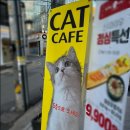 히히냥냥 이미지