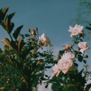 디어엔젤 이미지