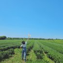 남문숯불바베큐엔치킨도남점 | 제주 서쪽 여행 코스 추천 : 감성숙소·해장국·치킨·풍차해안도로·오설록 완벽 루트