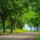 인다락벚꽃길 이미지