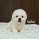 디어베어켄넬 이미지