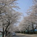 정읍천변의 아름다운 벚꽃길입니다........ 이미지