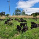 청파농장 이미지