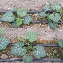 유황농장 이미지