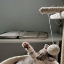 송도 아이본 동물의료센터 이미지