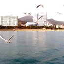 부산갈매기 이미지