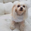 스담멍스 이미지