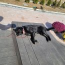 내가 누구개? 이미지