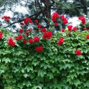 화순북면중학교 이미지