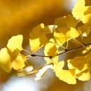 은행나무숲 입구 이미지