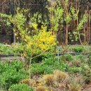 나라꽃 미니정원 | 노란꽃나무 개나리 외목대 키우기 봄정원 포인트목 식재조합