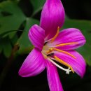 광주체육고등학교 이미지