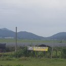 강화도초지개똥쑥