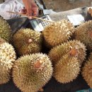 두리안 이미지
