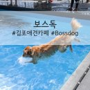 김포 보스독 | 김포애견카페 보스독 bossdog 대형견수영장 100%예약제 후기