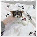 나의 반려견 | 성남강아지분양 비바테리어 나의 인생 반려견