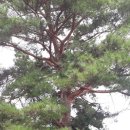 경안산소 이미지