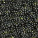 머루랑다래랑 이미지