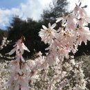 미선향테마파크 이미지